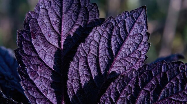 Macro shot of textured purple perilla leaves outdoors