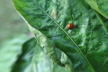 Bright Orange Ladybug on Wet Broad Green Leaf with Water Droplets for Nature Photography © Bisma