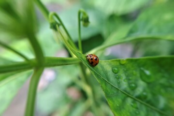 Bright Orange Ladybug Perched on Edge of Wet Green Leaf with Soft Blurred Garden Foliage Background for Nature Photography © Bisma