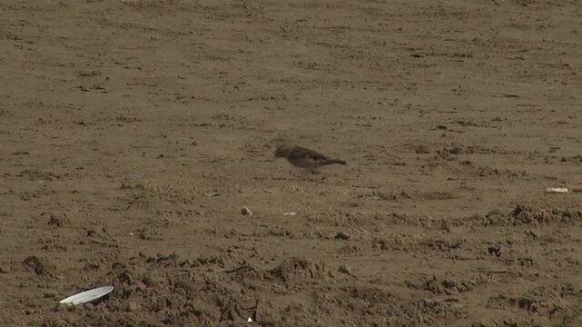 Sparrow little small bird animal eating hopping jumping beach sand closeup