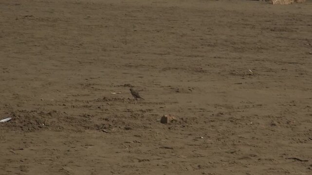 Sparrow little small bird animal hopping jumping beach sand
