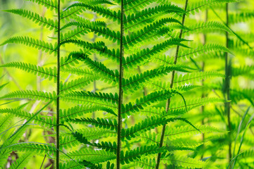 Vibrant green fern fronds backlit in a lush forest environment © oleksandr.info