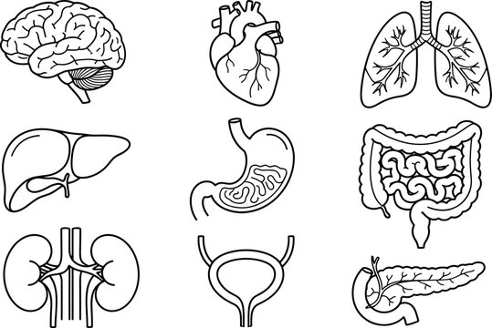 Human Internal Organs Line Art Vector Icon Set with Brain Heart Lungs Liver Stomach Intestines Kidneys and Bladder for Medical Education Designs