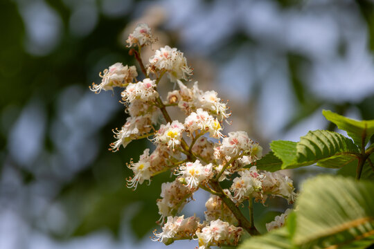 Horse chestnut tree branches blooming in spring light