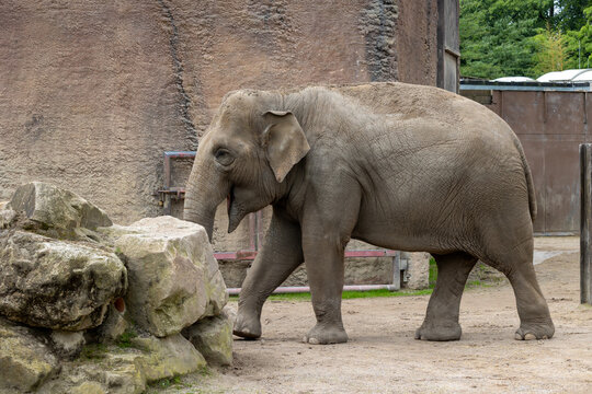 Asian elephant walking in zoo enclosure next to rocks