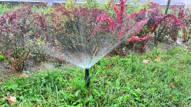 Automatic sprinkler watering green lawn and red bushes in an urban park. City infrastructure for public green space maintenance and automated irrigation in municipal landscaping.