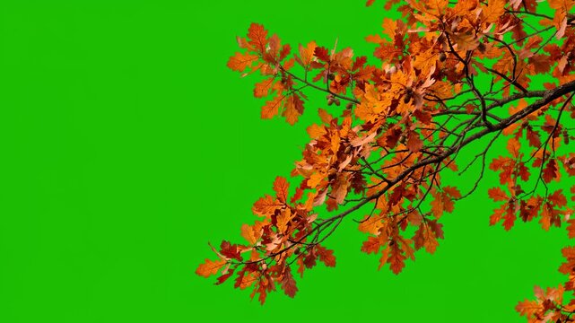 oak branches with autumn leaves moving in wind isolated on green chroma key background with copy space video