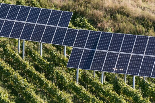Solar panels above vineyard rows