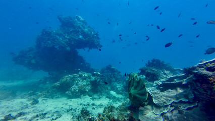 A rocky coral seabed scattered with coral formations. Clear blue water surrounds the textured ocean floor in this underwater landscape. © Houston