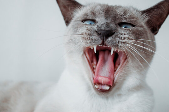 Blue-eyed Siamese cat opening its mouth wide while yawning at home, funny close-up moment of natural feline behavior.