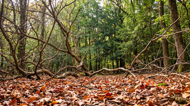 Bosque caducifolio con el suelo cubierto de hojarasca oto&ntilde;al seca, rodeado de ramas entrelazadas y frondosos &aacute;rboles verdes.   