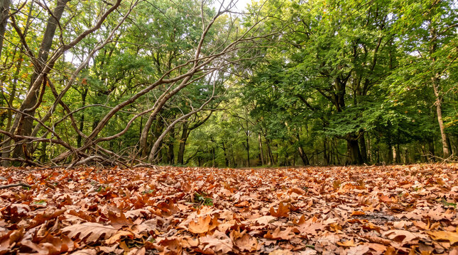 Bosque caducifolio con el suelo cubierto de hojarasca oto&ntilde;al seca, rodeado de ramas entrelazadas y frondosos &aacute;rboles verdes.   