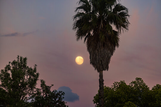 full moon pre dawn with silhouette of palm trees, Stanford, South Africa