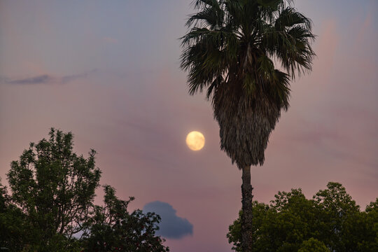 full moon pre dawn with silhouette of palm trees, Stanford, South Africa