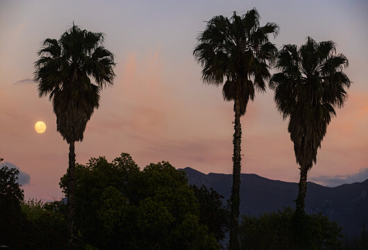full moon pre dawn with silhouette of palm trees, Stanford, South Africa