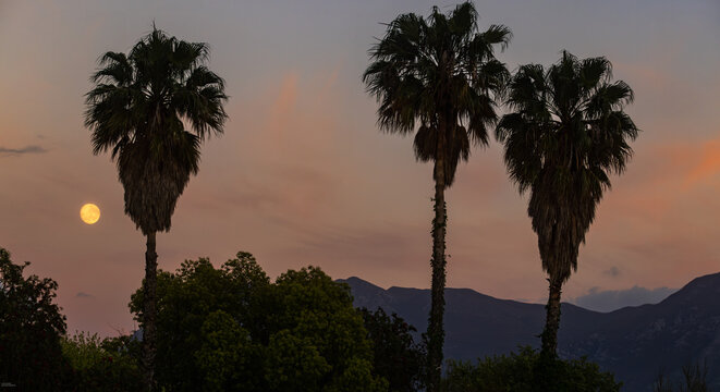 full moon pre dawn with silhouette of palm trees, Stanford, South Africa