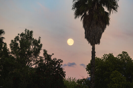 full moon pre dawn with silhouette of palm trees, Stanford, South Africa