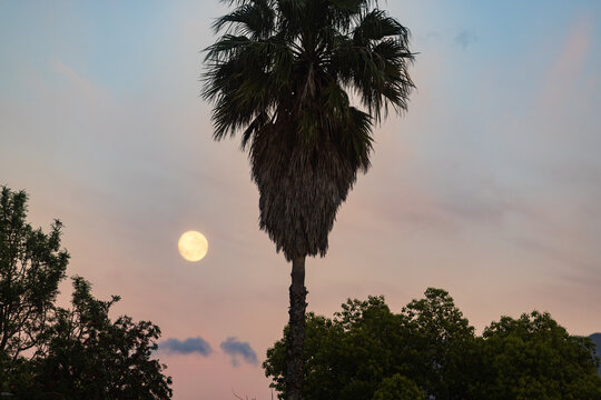 full moon pre dawn with silhouette of palm trees, Stanford, South Africa