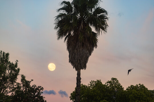 full moon pre dawn with silhouette of palm trees, Stanford, South Africa