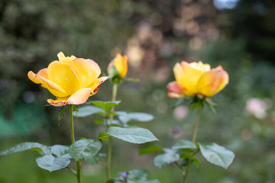 Close up of yellow roses blooming in garden with water droplets and blurred green background