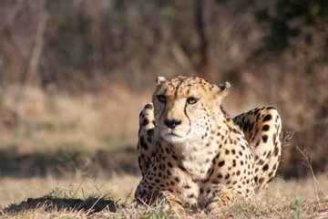 Majestic cheetah in savannah plains.  © Leane
