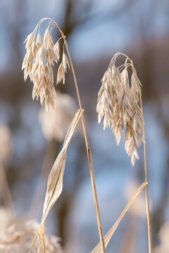 Dried Oat Stalks with Seed Heads