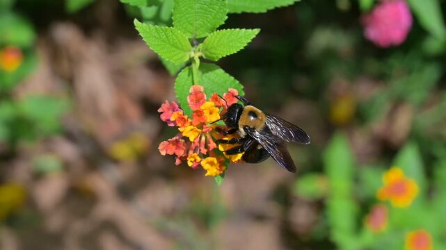 Carpenter Bee Feeding on Colorful Lantana Flowers