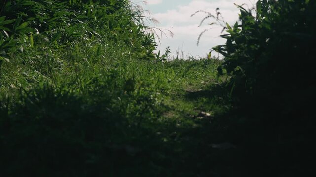 Low-angle view of a grass-lined cut-through road with wind blowing through and the grass swaying