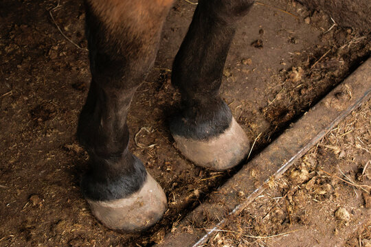 Close-up of a horse&rsquo;s front legs and hooves standing on the dirty floor inside a stable, showing natural hoof texture and equine anatomy.