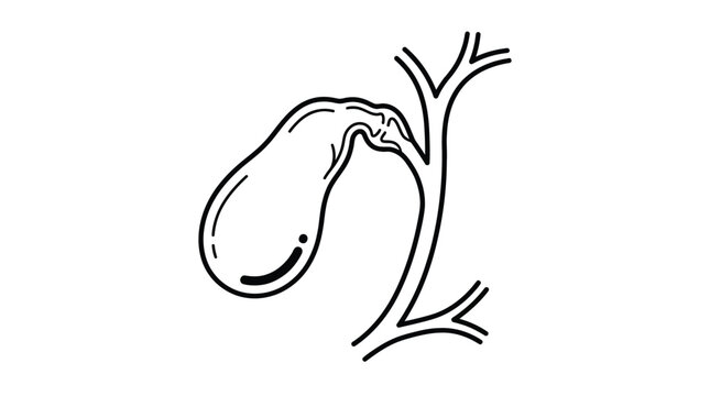 Simple black and white vector illustration of human gallbladder anatomy with connected bile ducts