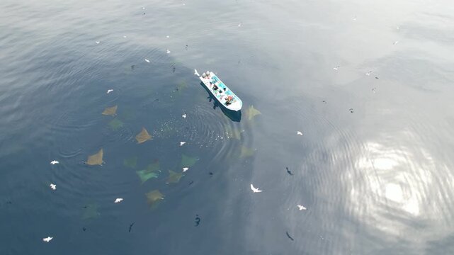 Aerial view of a small boat surrounded by a group of stingrays swimming in the clear blue water of the Los Roques archipelago, Los Roques, Dependencias Federale, Venezuela.