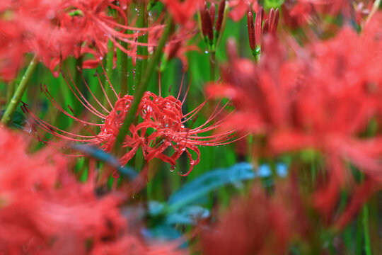 彼岸花 Images – Browse 38,514 Stock Photos, Vectors, and Video