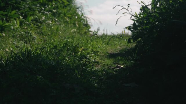 Low-angle view of a grass-lined cut-through road with wind blowing through and the grass swaying