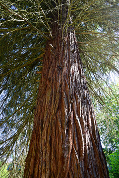 close-up view of a tall pine tree trunk with textured bark and green needles in natural daylight