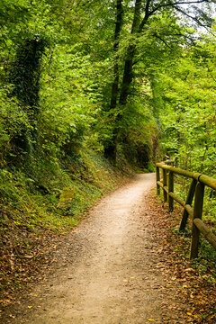 peaceful forest trail winding through dense green foliage with wooden fence on a sunny day