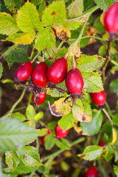 close-up of ripe red rose hips on branches with green leaves in autumn garden