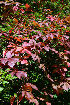 autumn red and green leaves changing color in a natural forest setting with bright sunlight