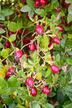 ripe red rose hips growing on green bush outdoors in natural garden setting