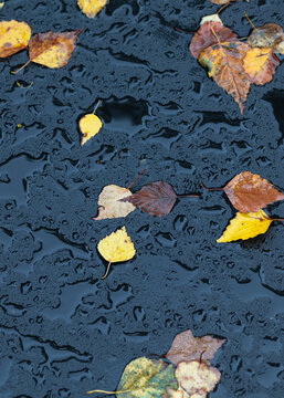 Autumn leaves scattered across a dark wet surface with rainwater puddles, creating a moody seasonal texture after rainfall.