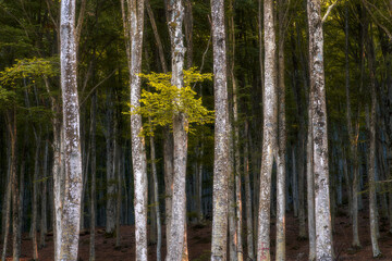 Obraz premium Beech Forest Trees in Autumn, Monte Amiata, Tuscany