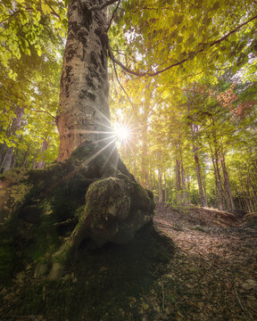 Ancient Beech Tree in Monte Amiata Forest, Tuscany