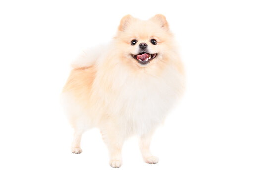 Funny Pomeranian Spitz standing isolated on white background
