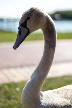 mute swan cygnus olor