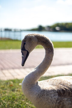mute swan cygnus olor
