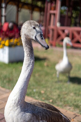 close up of a mute swan © Fulop