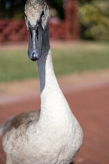 portrait of a goose © Fulop