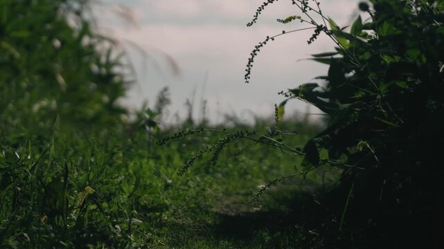 Low-angle view of a grass-lined cut-through road with wind blowing through and the grass swaying