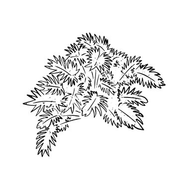 Hand drawn black and white textured vector illustration of isolated tropical monstera plant. Naive style monochrome exotic botanical graphic