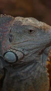 Close up profile of green iguana head showing detailed scales and eye movement in cinematic slow motion footage.