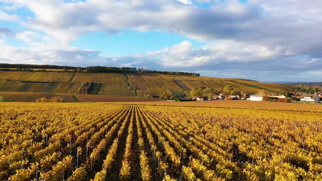 Drone flight above golden vineyard rows in Burgundy